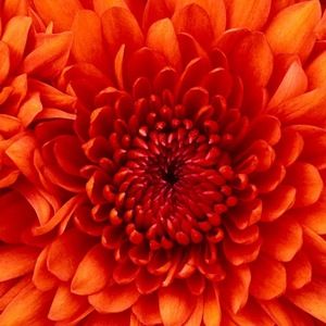 Meet your Posher, Ms.